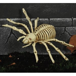 Spinnen-Skelett